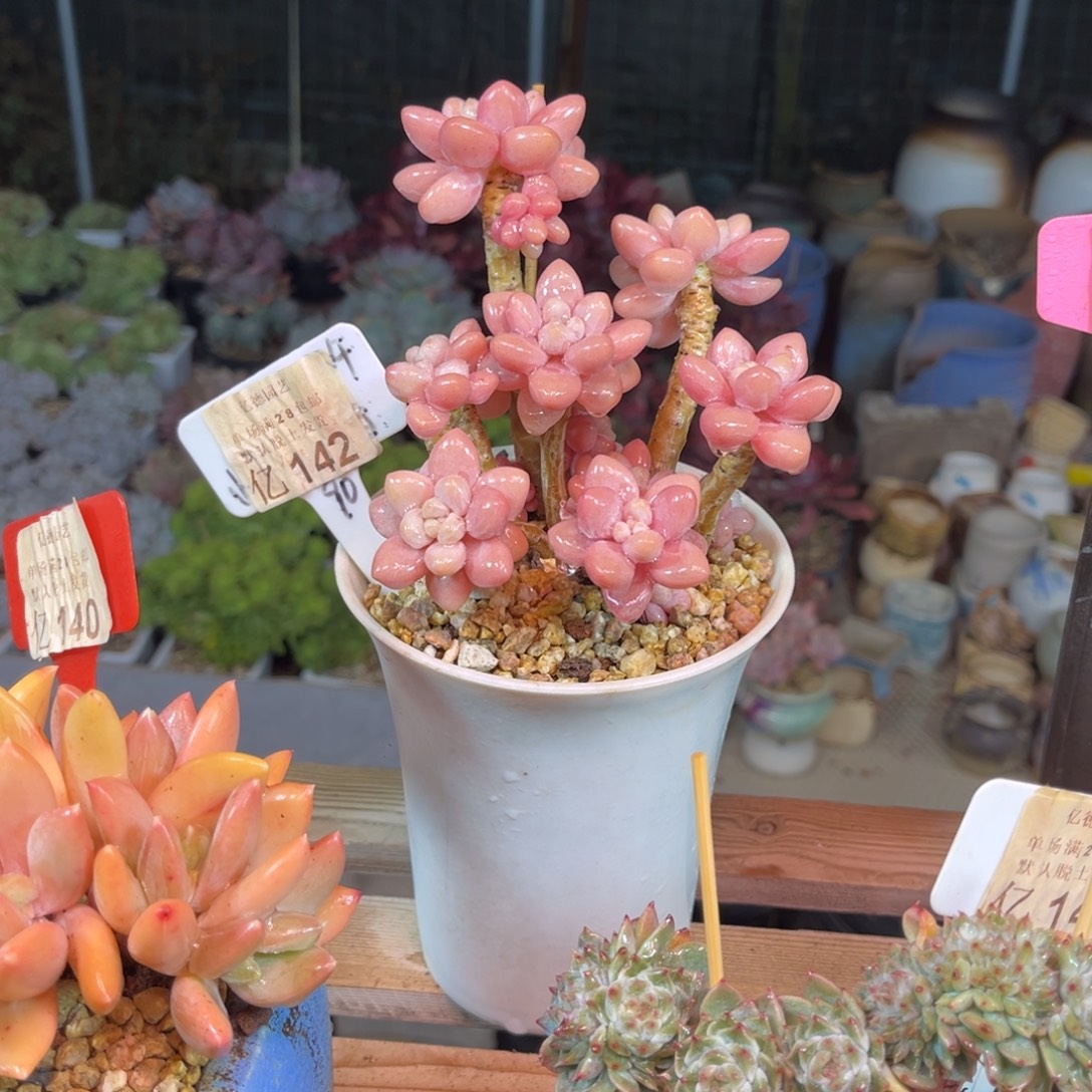 樱花粉洛神杂funvoujinlvlvn