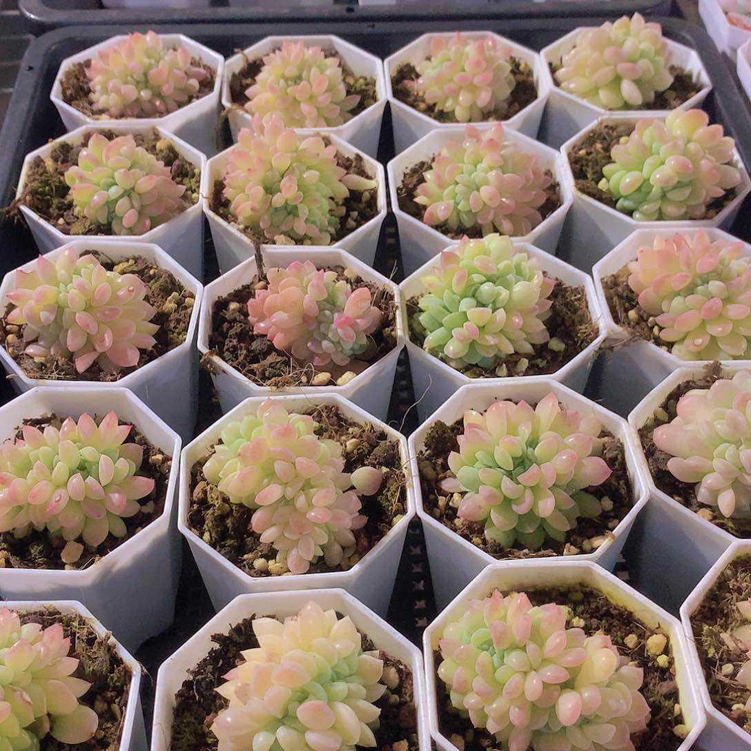 冰玉杂235678990000000