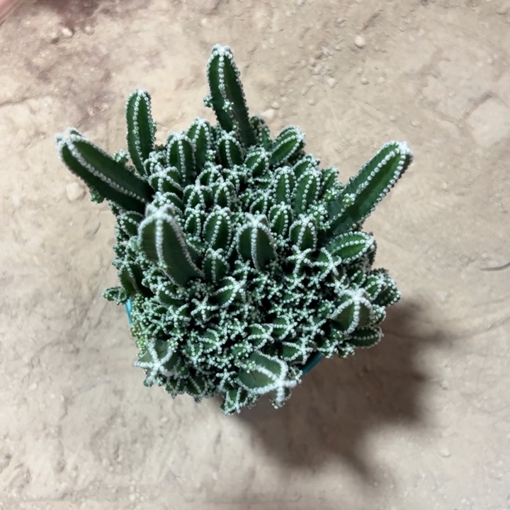 四***天吉祥如意是什么神仙画