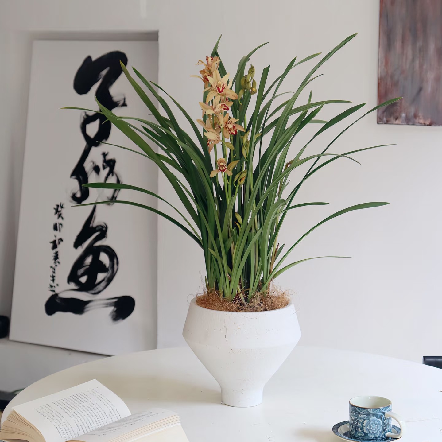 杂交兰——台北仙子