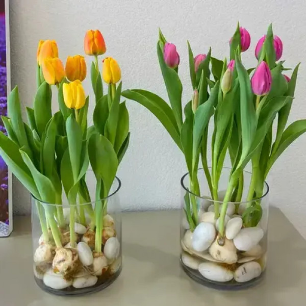 【不对版包赔】郁金香种球水培花卉植物四季开花盆栽苗室内好活易活