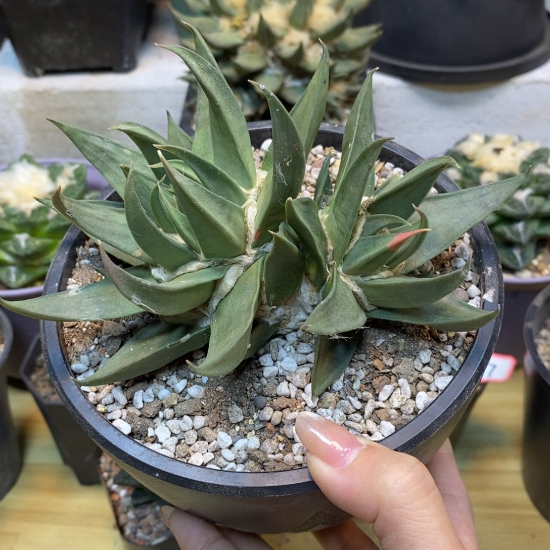      20号 自根龙牙岩牡丹叶展15.5公分