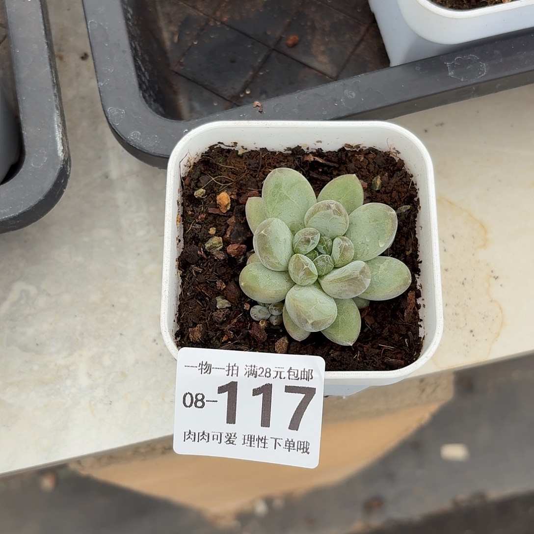 森林之心无盆土发货无盆土发货无