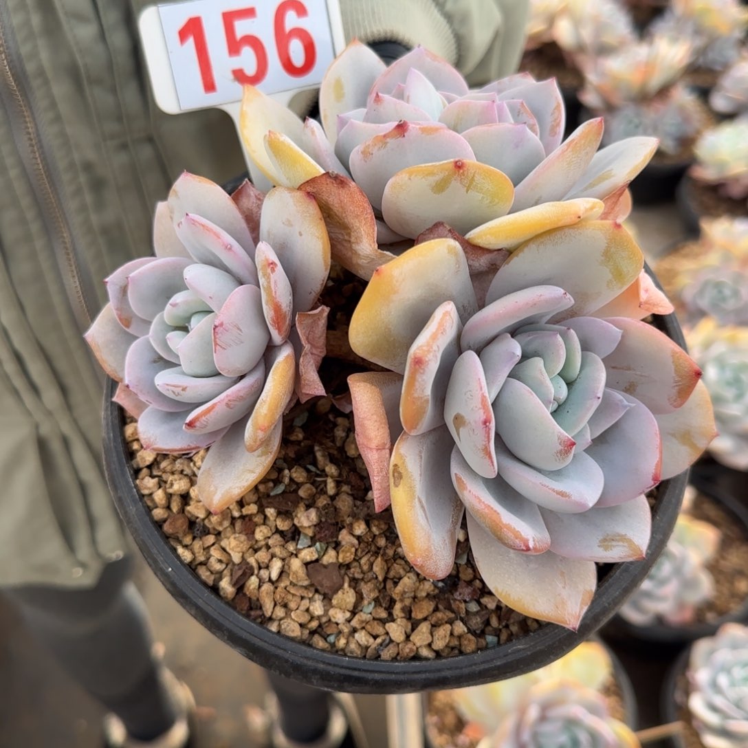 ღ****156。     奶茶三头多肉