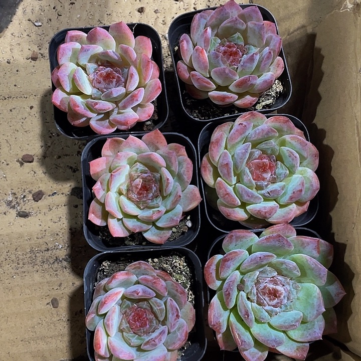 草莓心带盆土发货