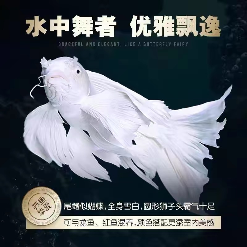纯种台湾蝴蝶鲤鱼好养耐活淡水观赏鱼大尾大鳍活体贵妃体普身
