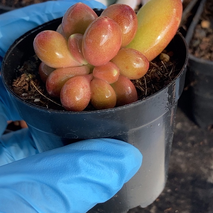 君*兰潘朵拉锦多肉植物