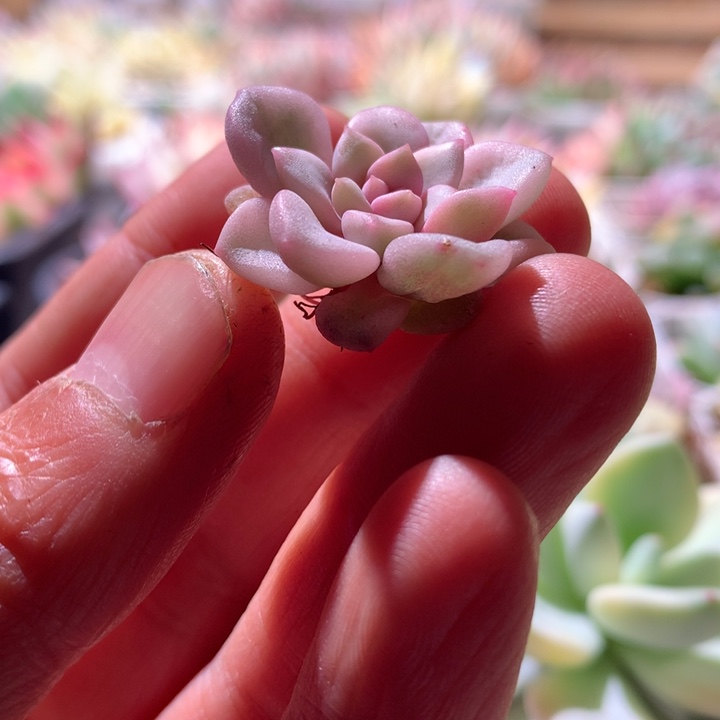 花斑鹿白覆轮锦有根