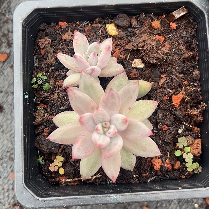 虞美人特价多肉美人