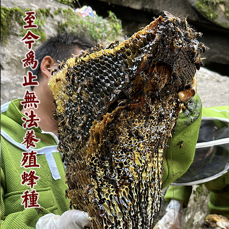 山窝窝【轻奢蜂蜜送长辈】原始森林悬崖黑蜜米团花黑蜂蜜500g