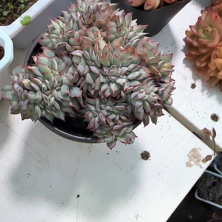 青蛙王子儿童牙膏111