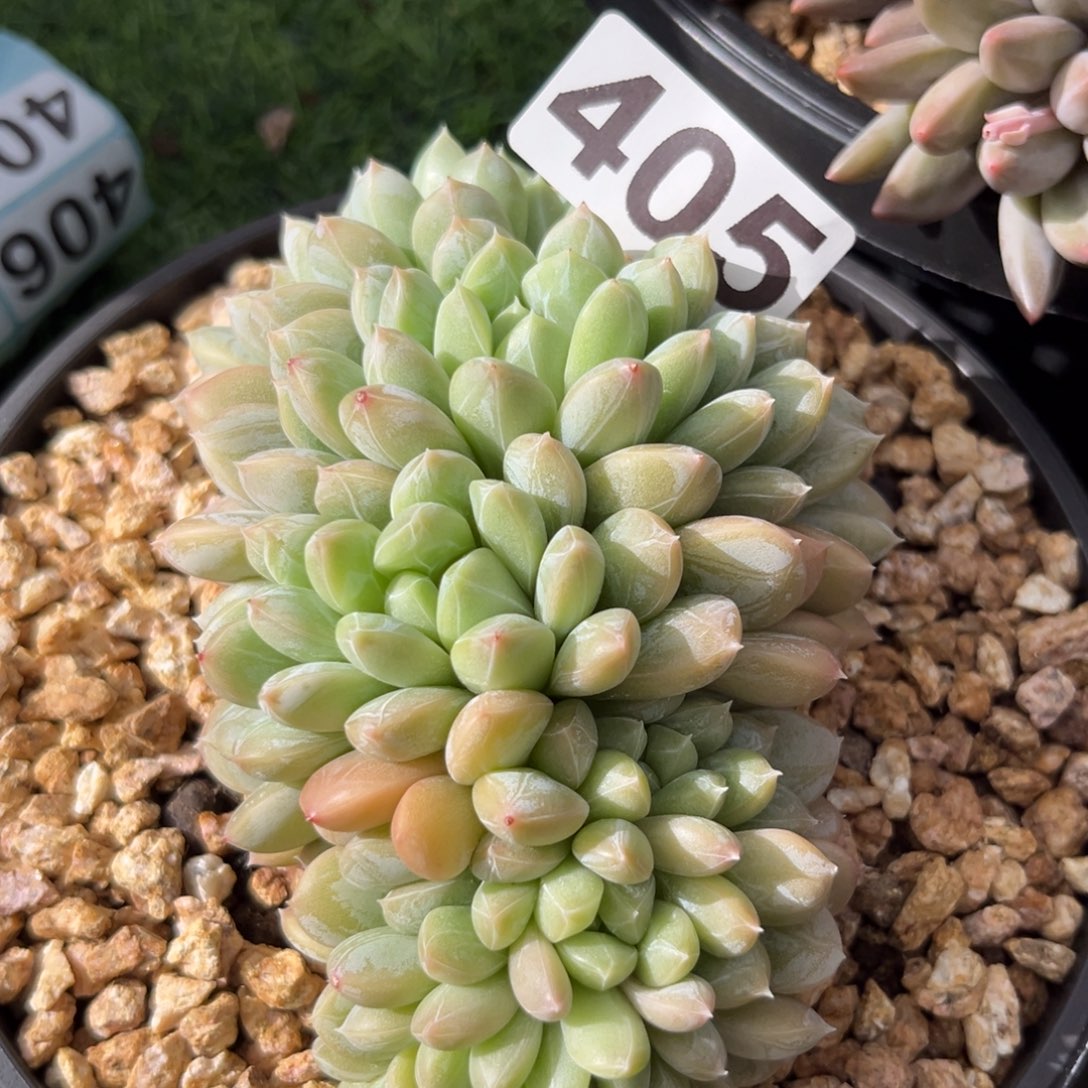 百搭翡翠多肉植物405