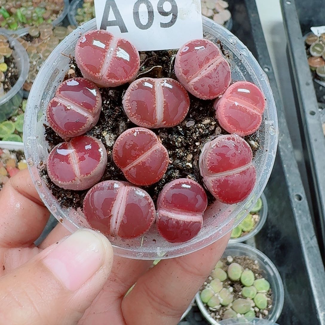 9多肉植物多肉植物