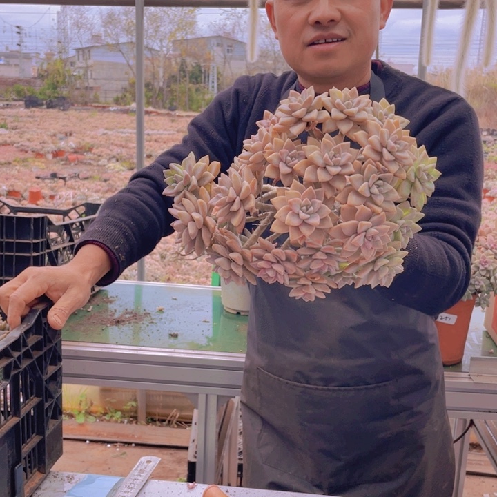 280淡雪缀化一物一拍