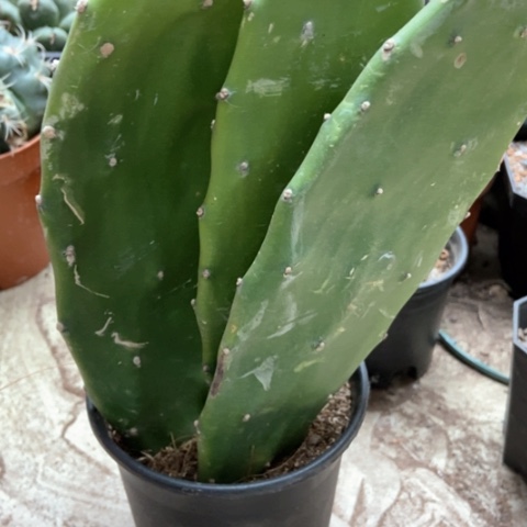 仙人球仙人球仙人掌15米邪