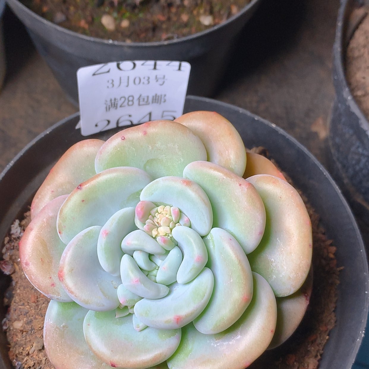 【闪购商品】云2644