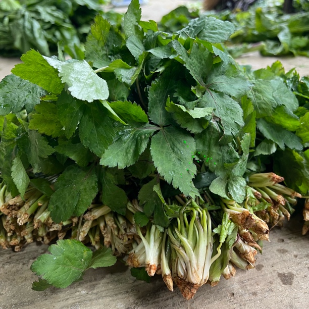 【鸭脚板】新鲜鸭脚板野菜湖南湘西山里野菜