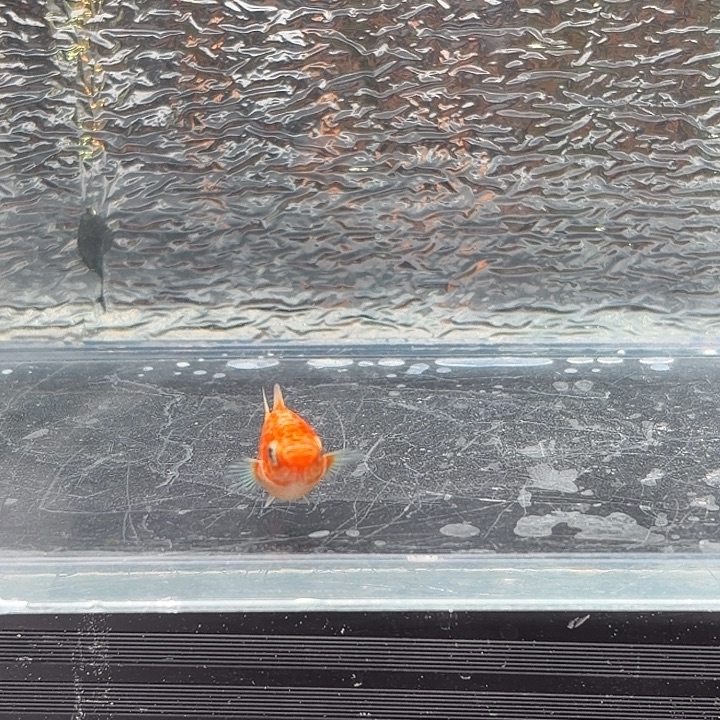 孔雀鱼玛丽鱼一条崽