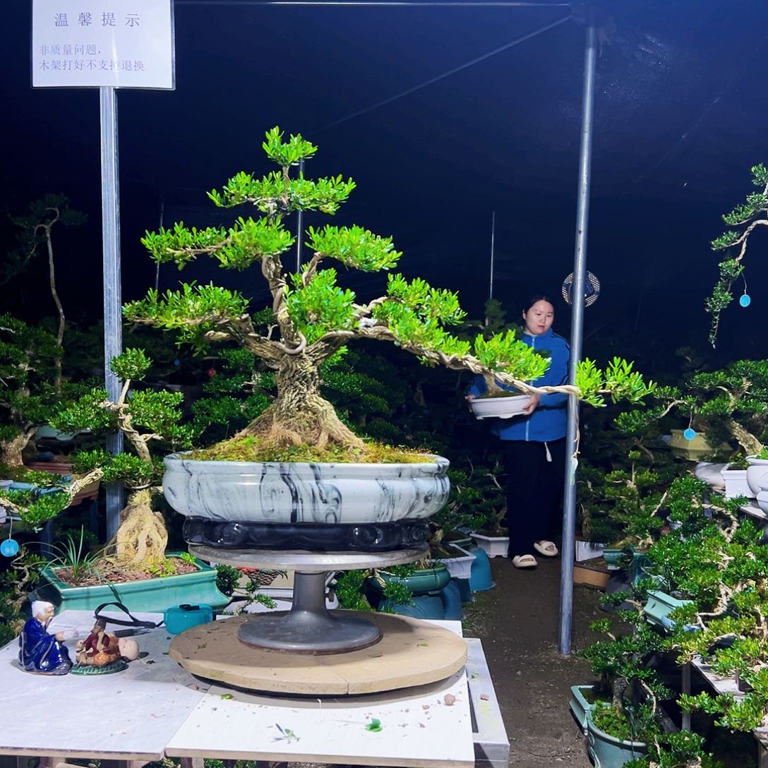 无花朵黄杨木       