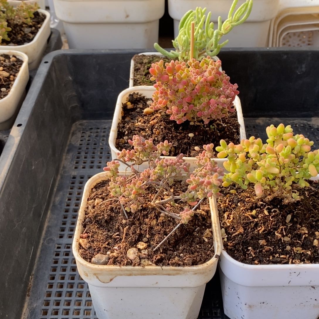 枝干番杏多肉植物935