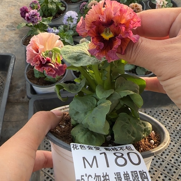 无花朵M180角堇小苗一物一拍默认苗晃