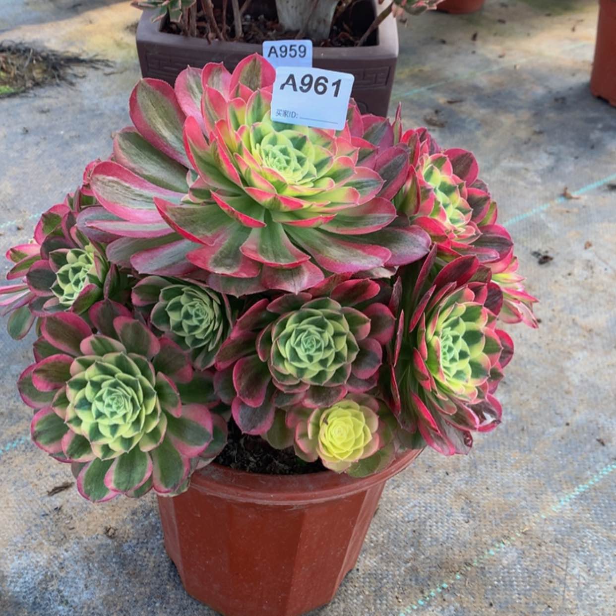 【闪购商品】961玉姿