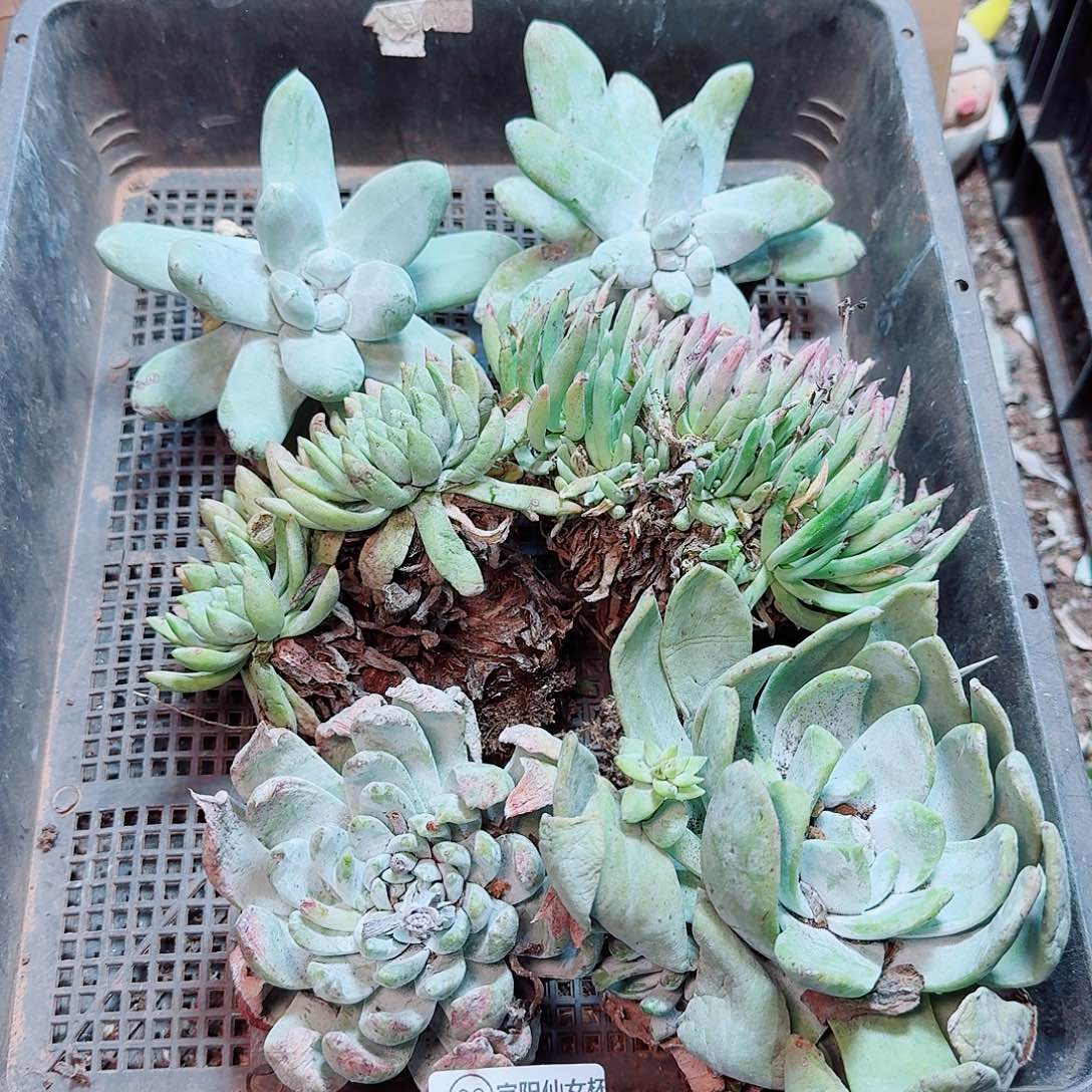 6311瑕疵框拍不售后