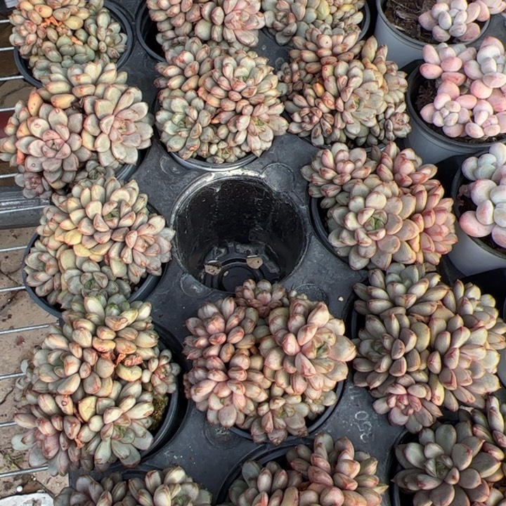 新疆包邮 葡萄群