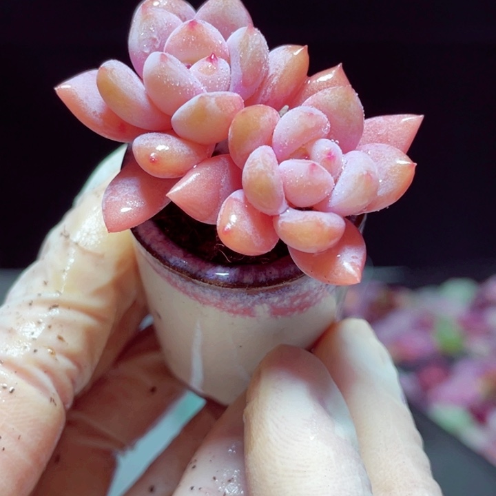 星星雪1颗样品带盆