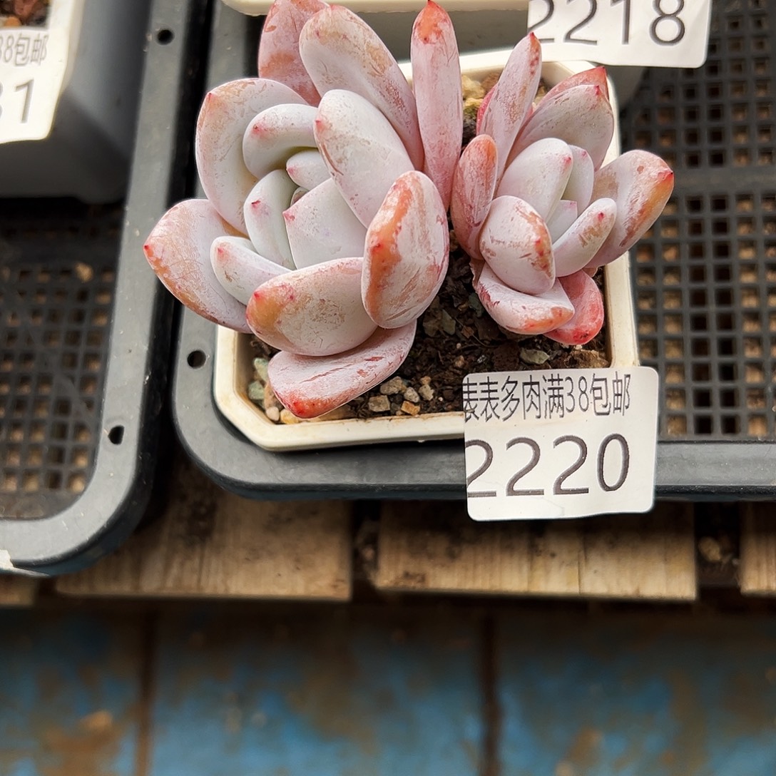 多肉一物一拍植物2220