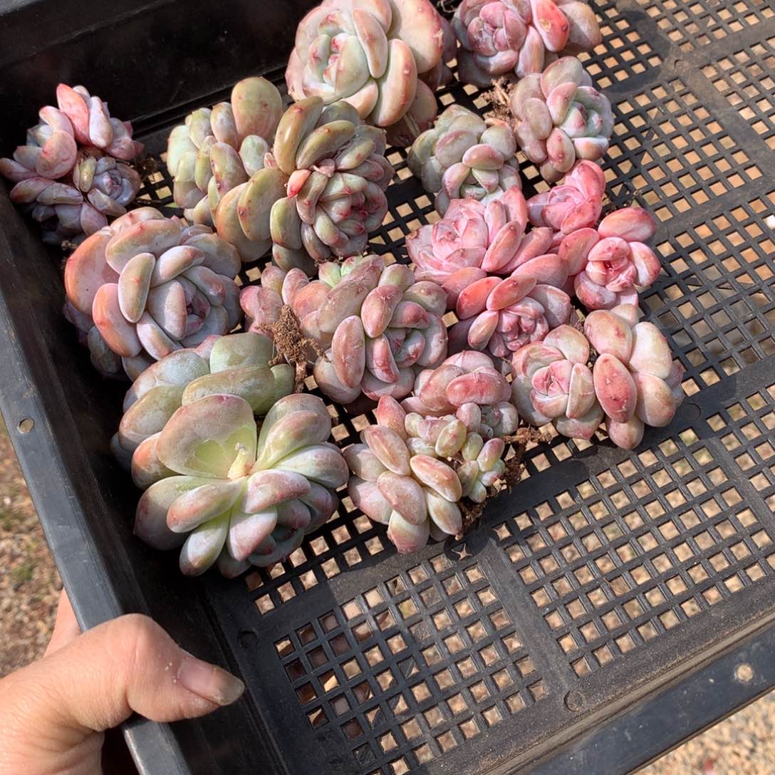 12颗多头哈哈哈哈哈哈哈