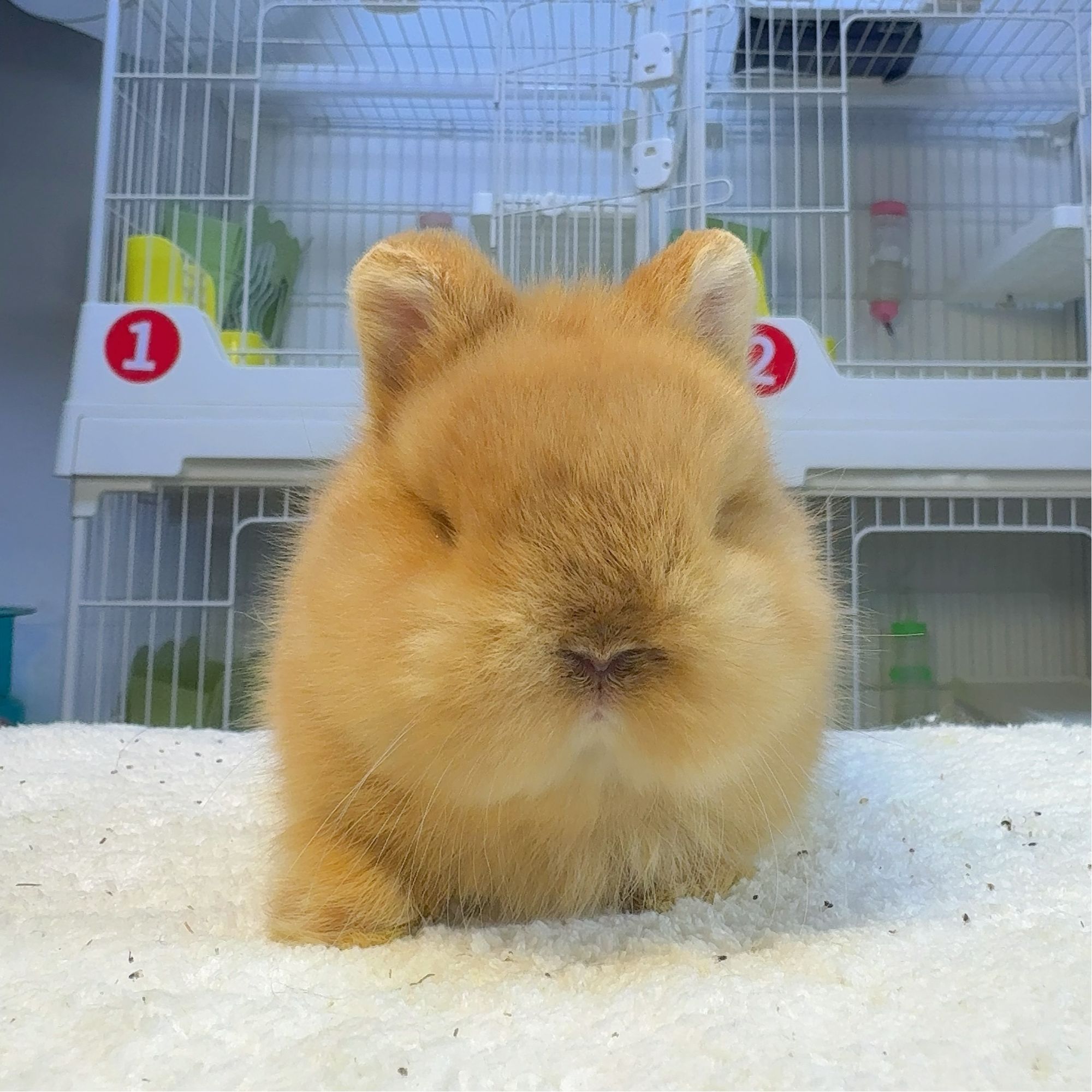 适合宿舍家养的长不大迷你侏儒垂耳兔亲人不咬人宠物兔活体