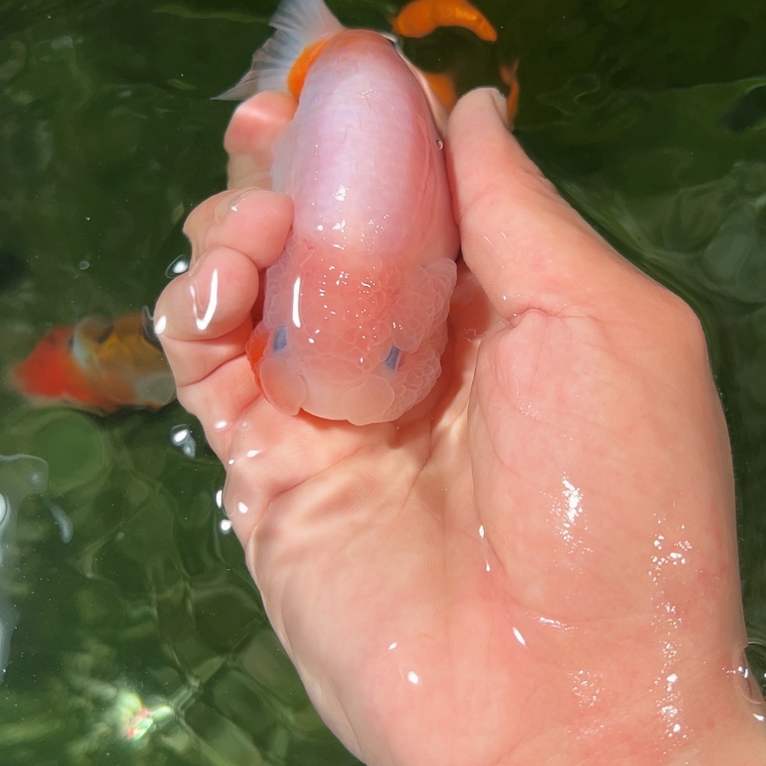 金鱼兰寿金鱼活体链接