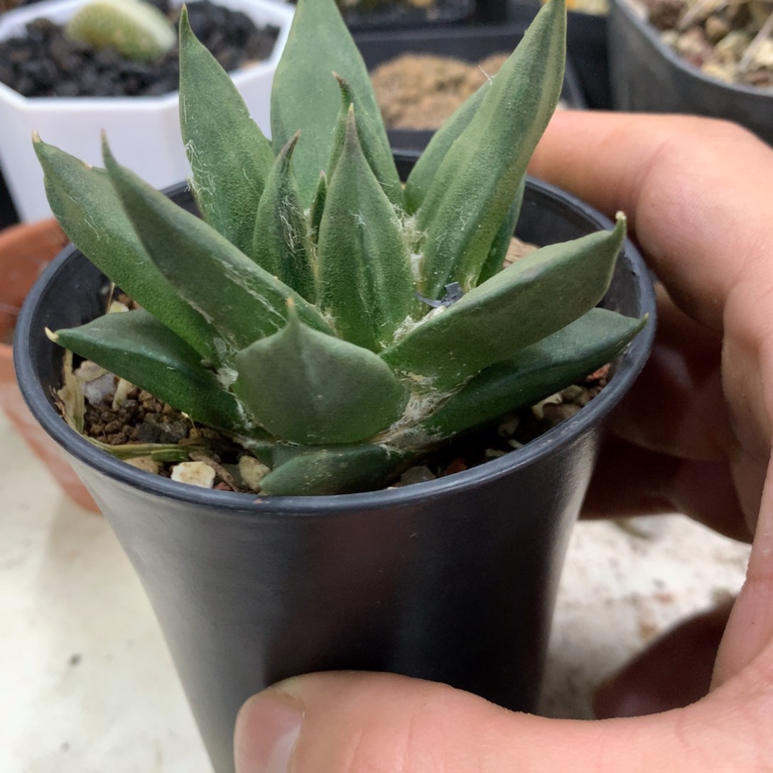 开播福利实生仙人球龙牙