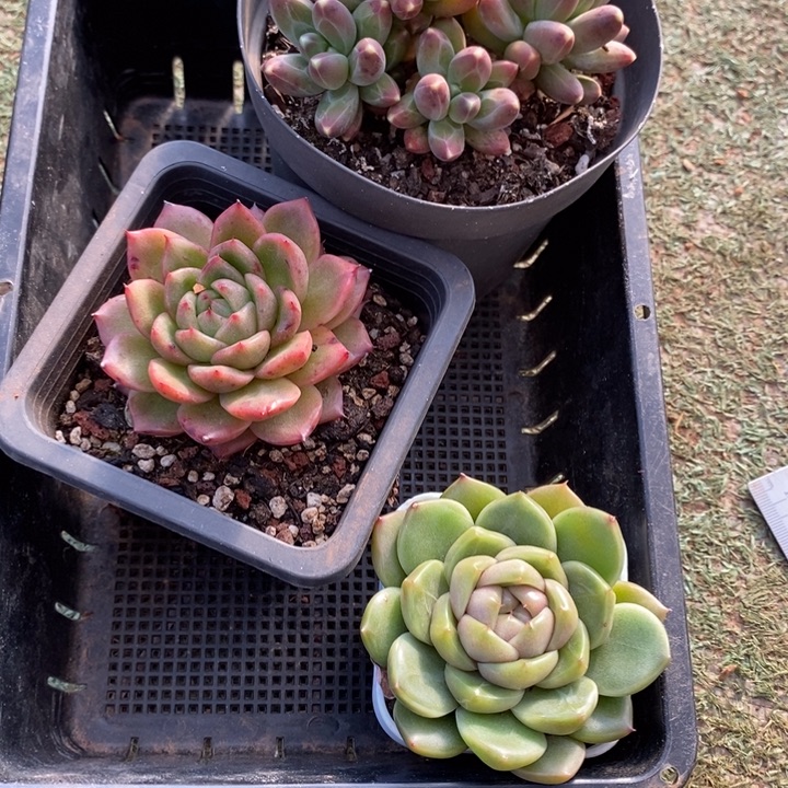 3棵套餐组合248号福利
