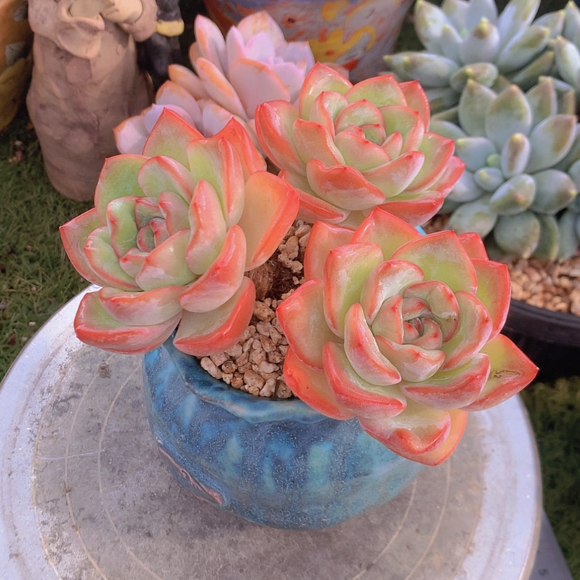 【闪购商品】彩虹泡芙