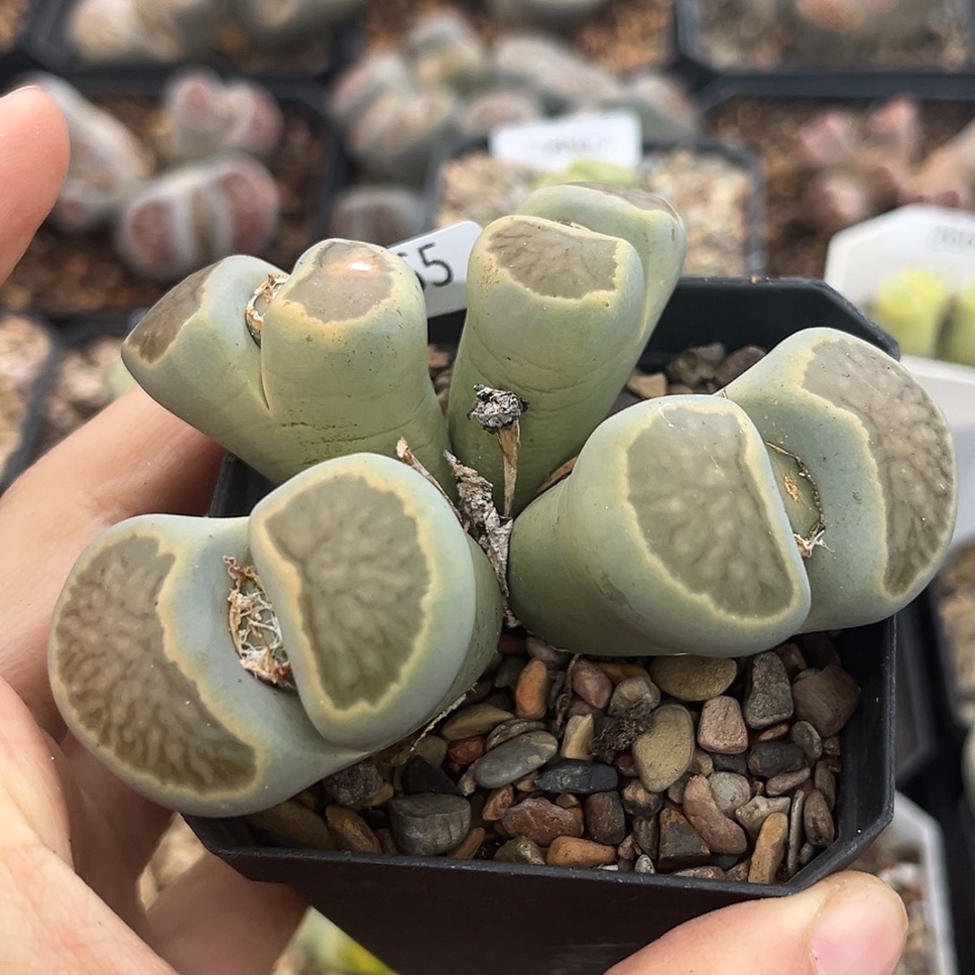 一物一拍菊母本2665绿色菊