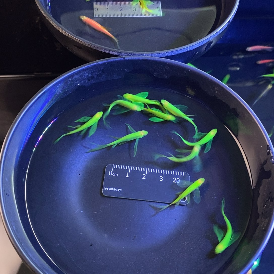 斑马鱼蝶翼斑马翡翠绿8加2备损