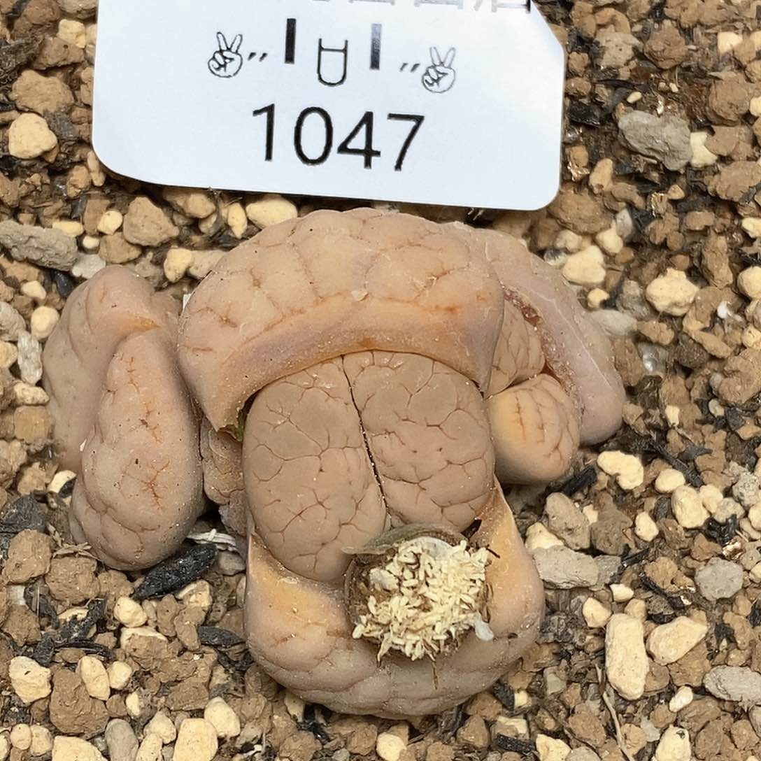 1047。零下拍保温。