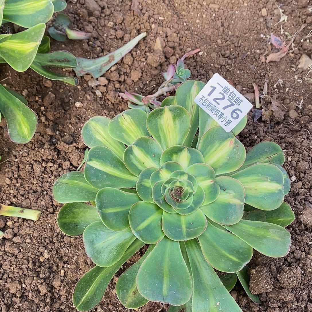 月***梦1276暴君多肉法师锦