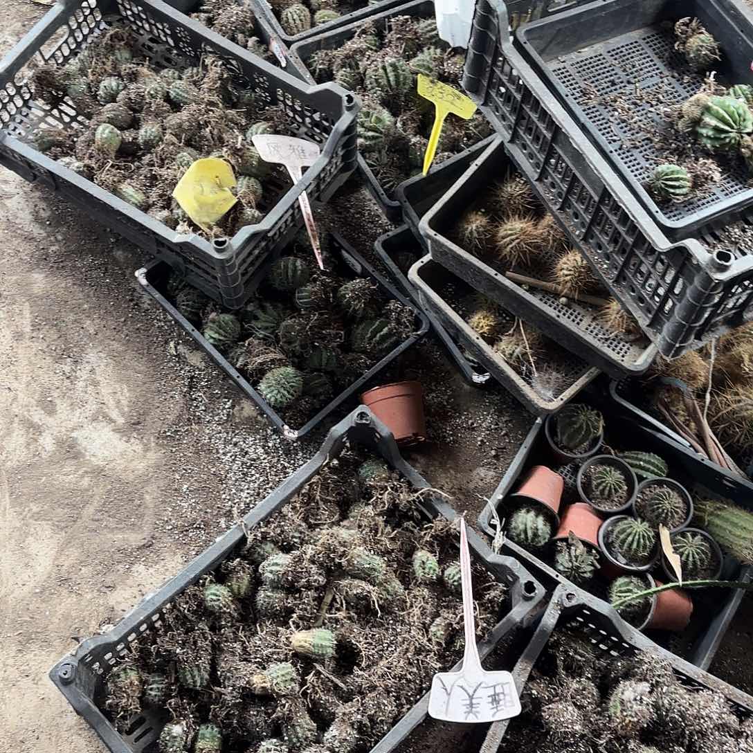 带根10颗瘦瑕疵品种球