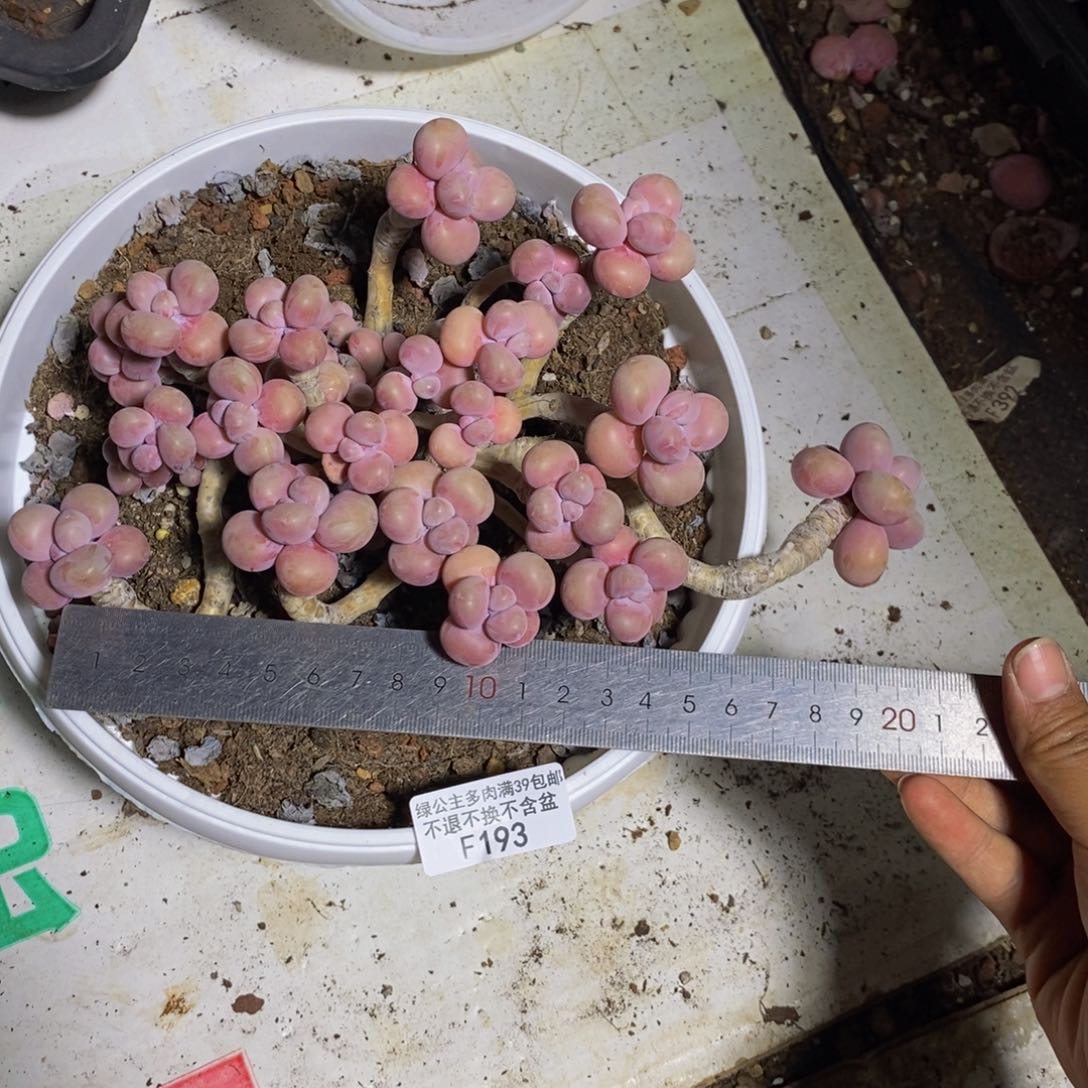 193腰子桃蛋多肉20cm