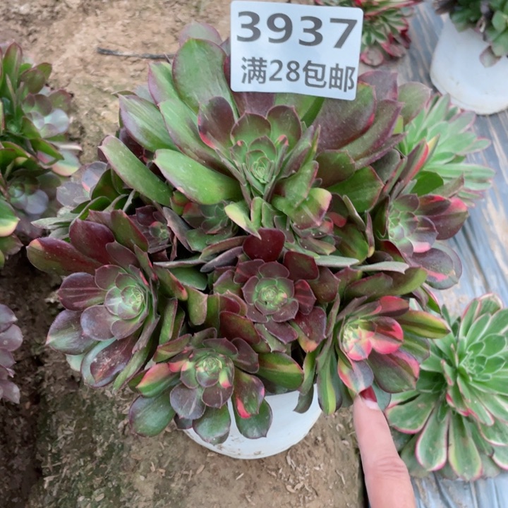 亿***市3937二号㺱流星雨A