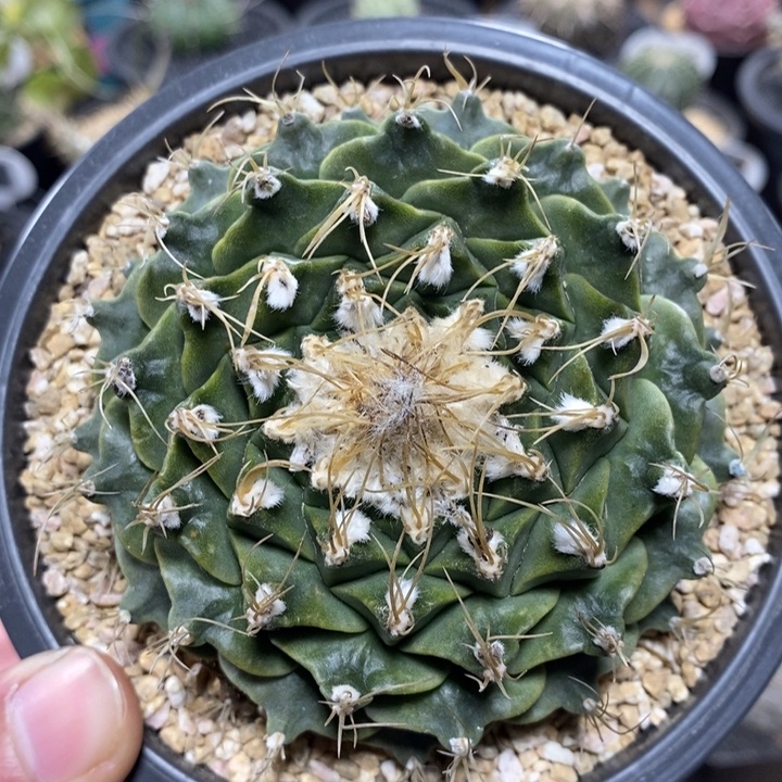 自根帝冠1063号8.5cm