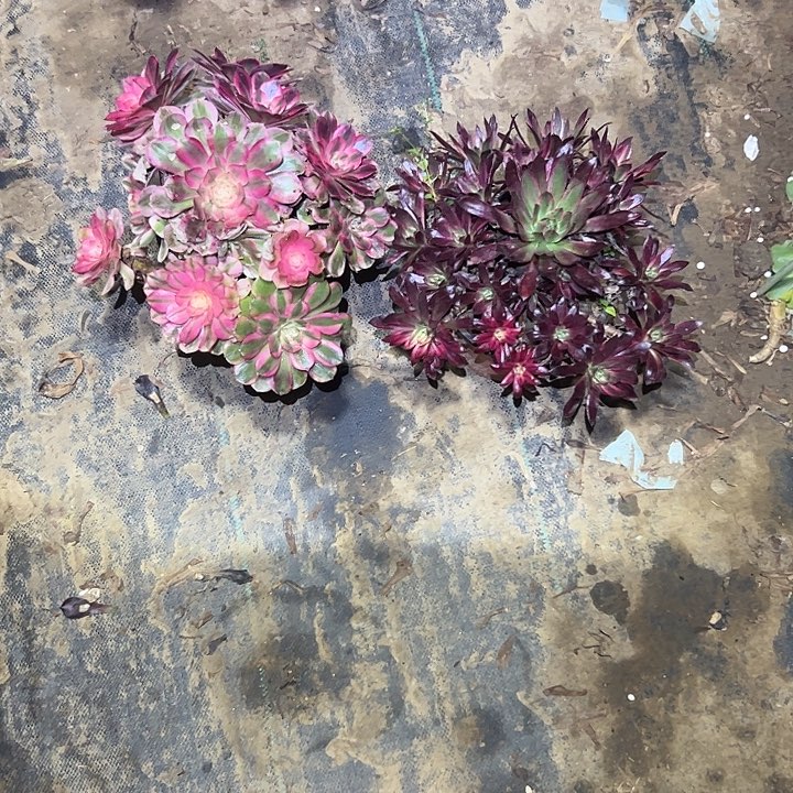 不包侧枝一物一拍18