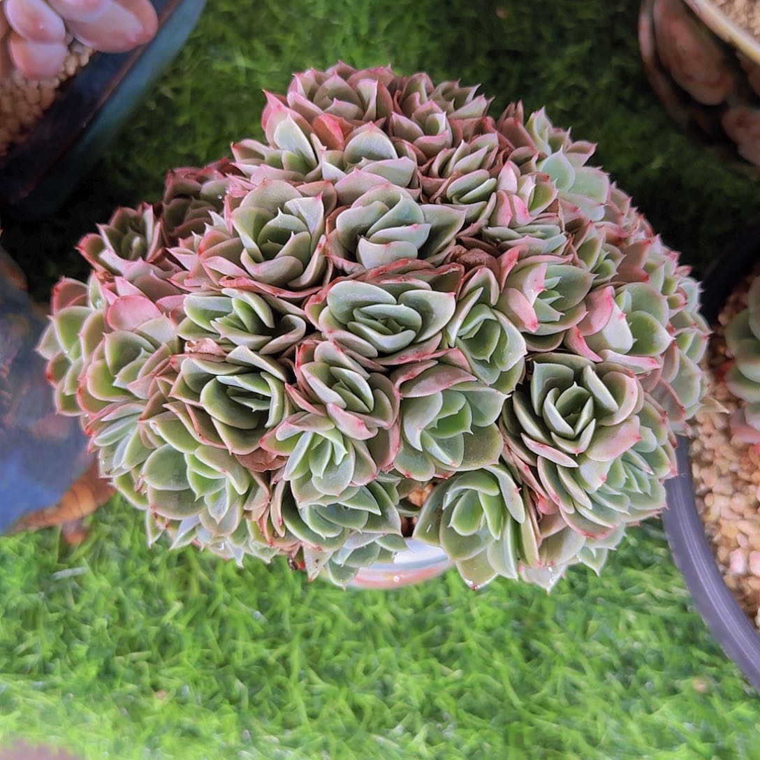 小满专拍一物一拍