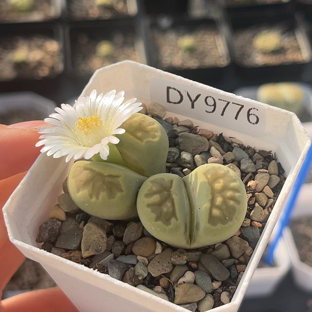 一物一拍绿菊9776