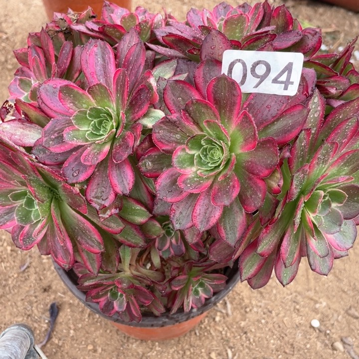 094多肉植物安娜有砍