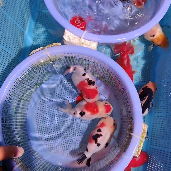 行***蓝金鱼066兰寿三只特价顺丰包邮