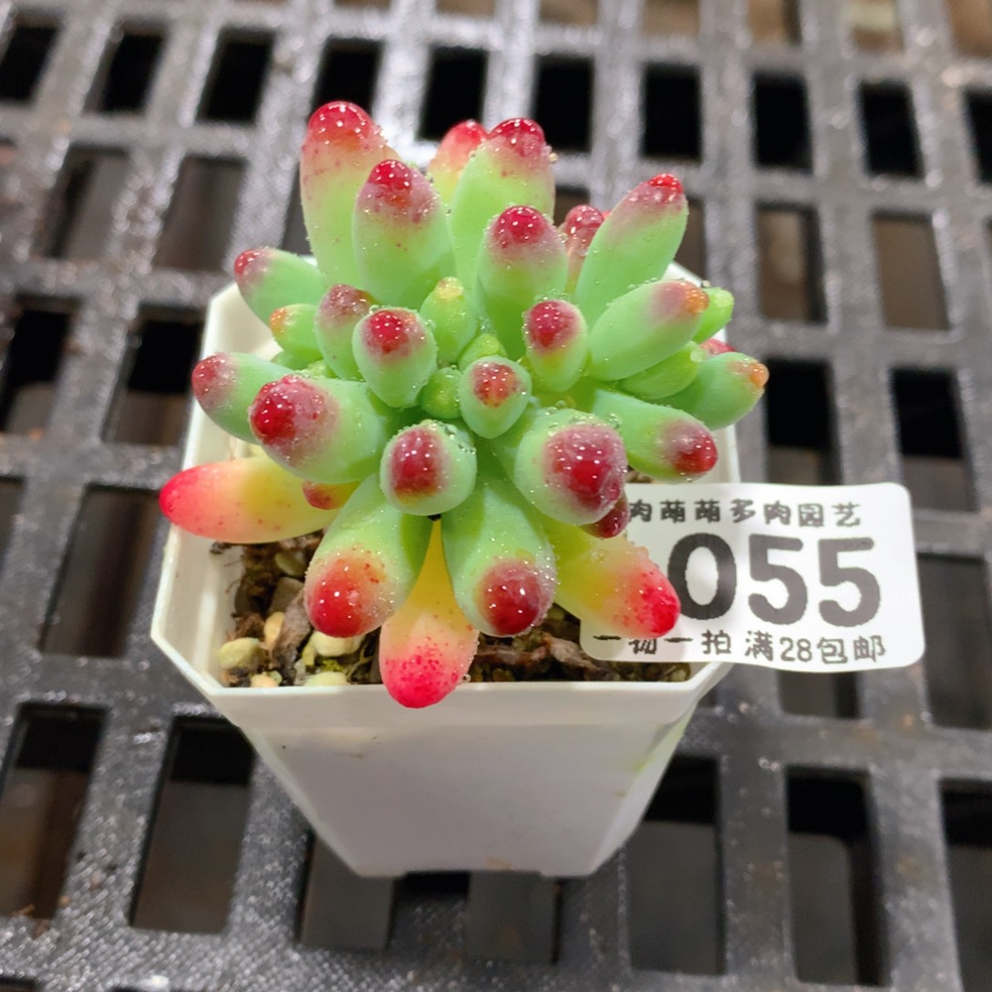肉萌萌拇指盆精控多肉ZM055